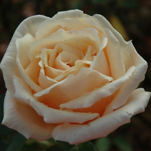 Child of My Heart™ Stromkové ruže s kvetmi čajohybridov